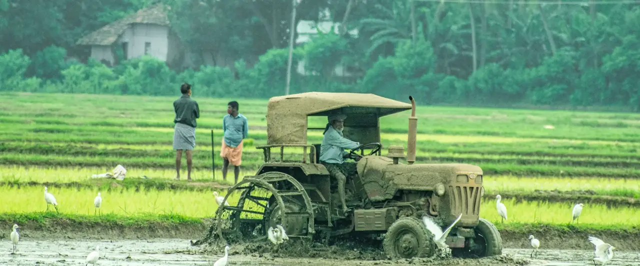 Rice paddy field being prepared with a tractor